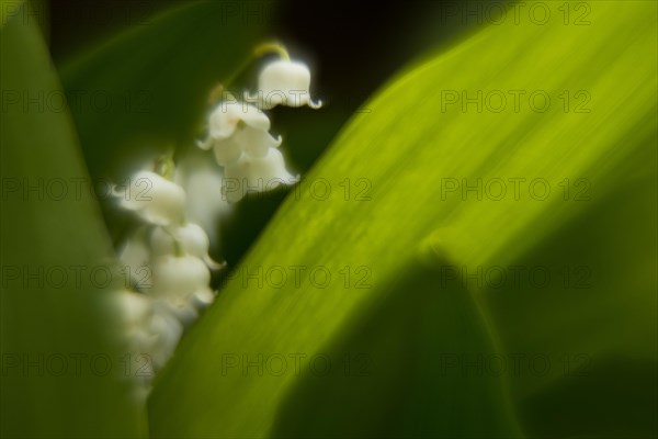 Lily of the valley