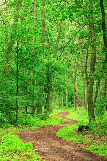 Hiking trail winds through untouched mixed forest in spring on the eastern shore of the Mueritz