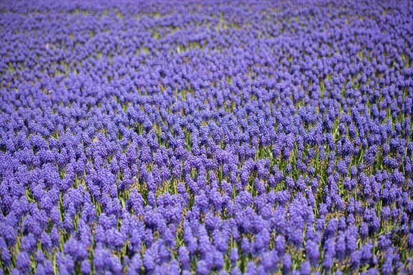 Blooming flowers make a floral background texture