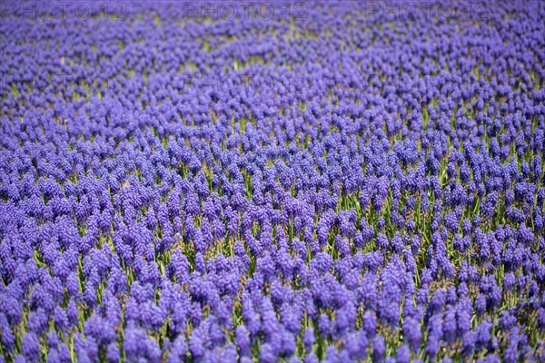 Blooming flowers make a floral background texture