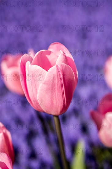 Outstanding colorful tulip flower bloom in the spring garden