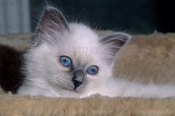 Birman felidae