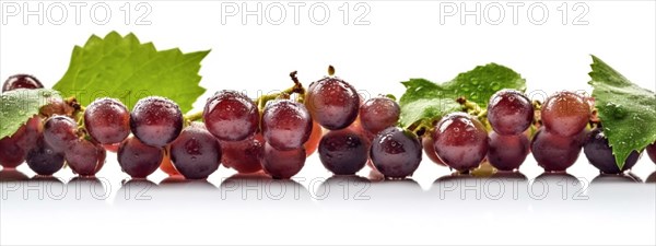 Seamless tileable row of fresh grapes on the vine on a white background