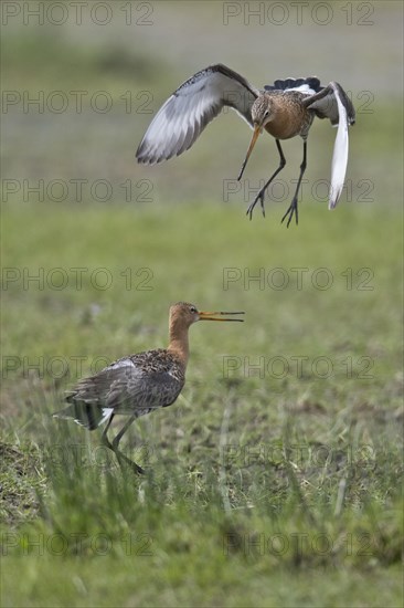 Black-tailed godwits