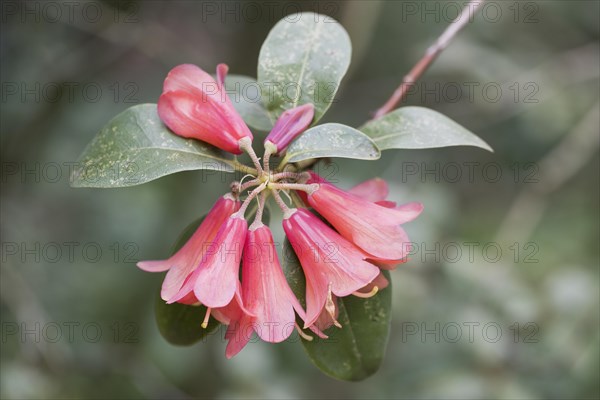 Rhododendron flower