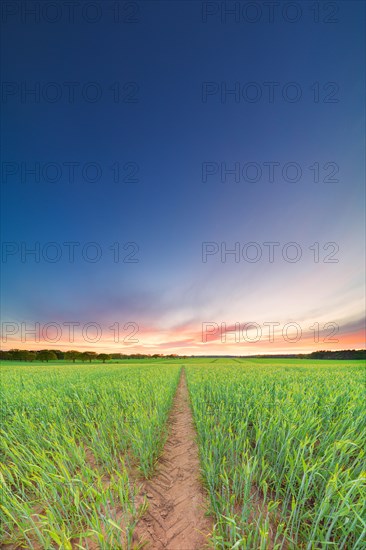 Tractor track in grain field in the evening