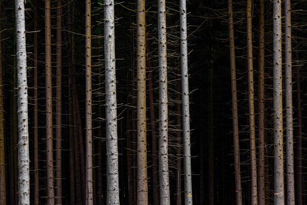 Trees in front of dark forest