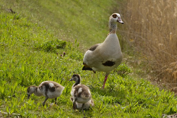 Egyptian Goose