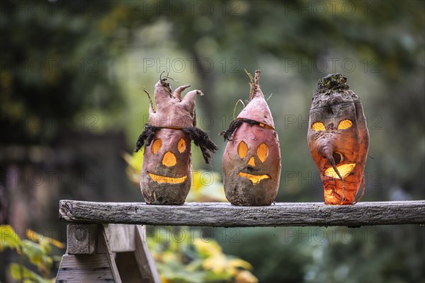 Eerie beet ghosts in a garden