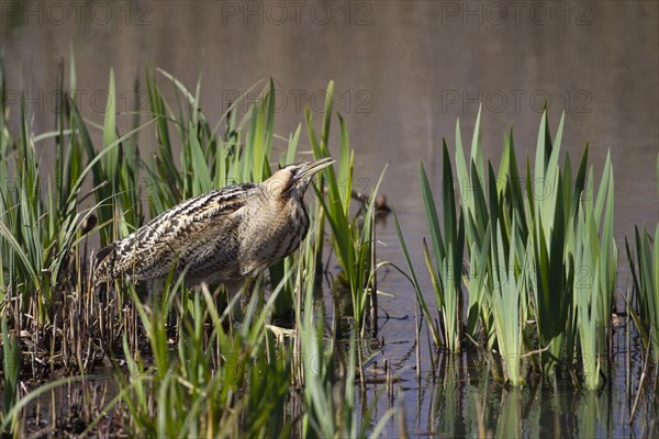 Great bittern