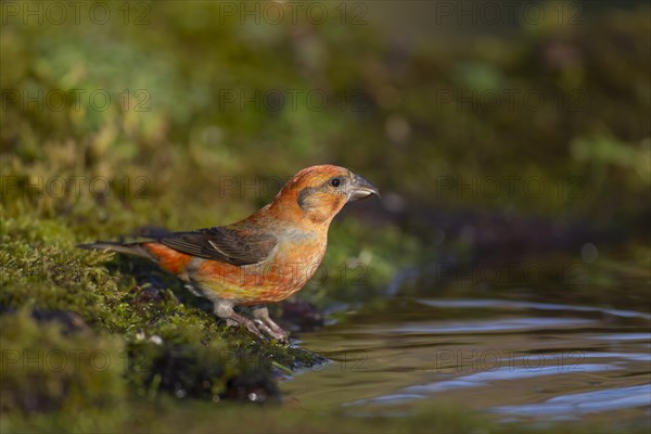 Common crossbill