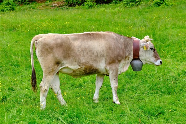 Grazing brown cattle in the Allgaeu Alps near Oberstdorf in Bavaria