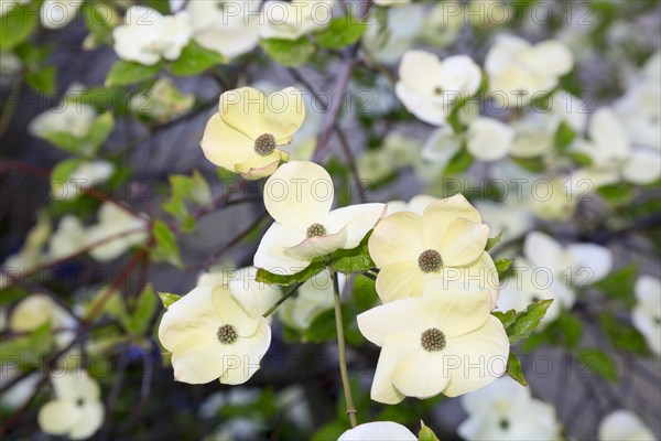 Flowers in the spa gardens