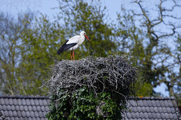 White stork