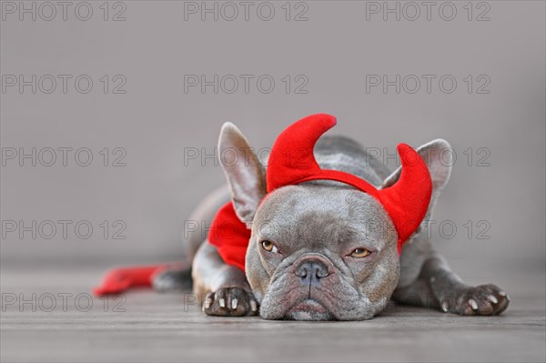 Cute French Bulldog dog wearing red devil horns