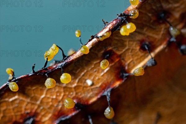 Filamentous fruit slime mould several fruiting bodies next to each other with yellow spherical caps on brown leaf against blue sky