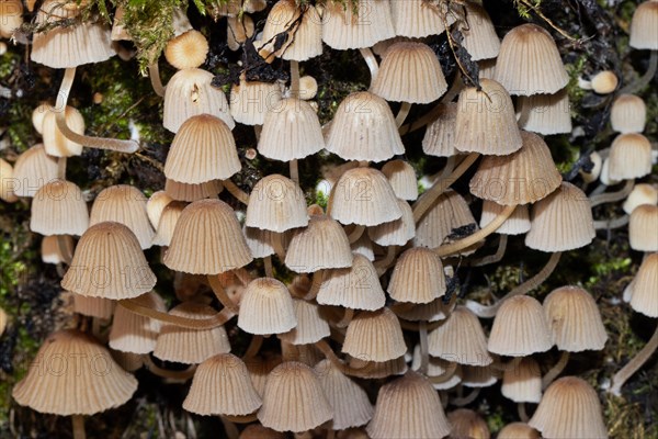 Seeded tintling some fruiting bodies with brown caps and stems next to each other on tree trunk