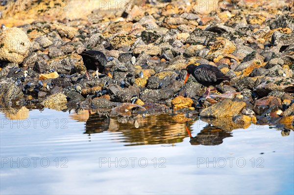 Variable oystercatcher