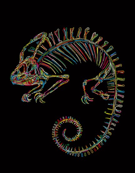 Vector skeleton of a chameleon in colors over black