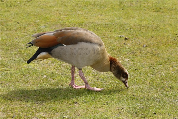 Egyptian Goose