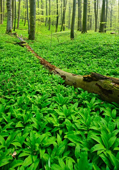 Untouched natural beech forest in spring