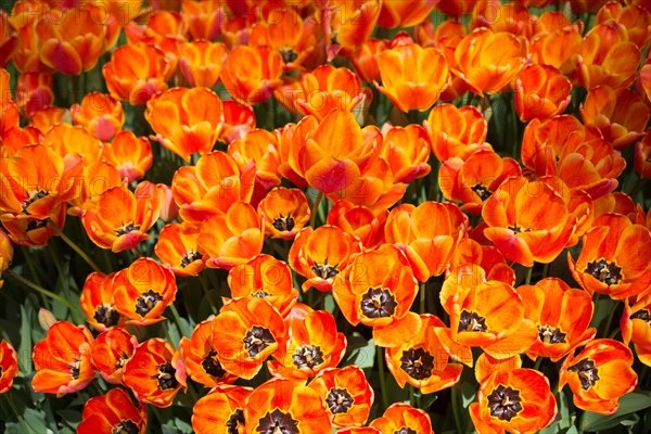 Blooming colorful tulip flowers in garden as floral background