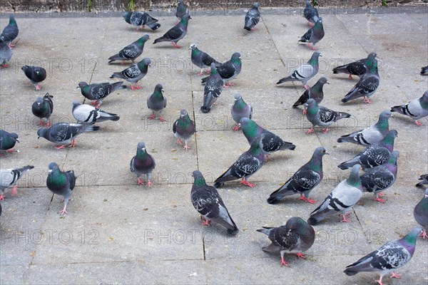 Pigeons in street on a sunny day