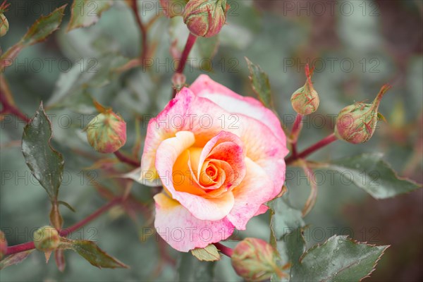 Beautiful colorful Rose Flower on garden background