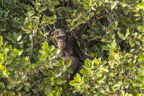 Chimpanzee on Baboon Island