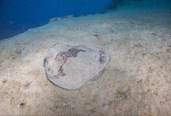 Marbled electric ray