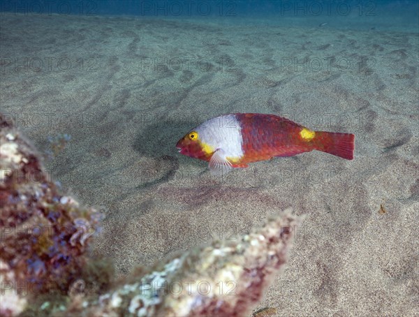 Mediterranean parrotfish