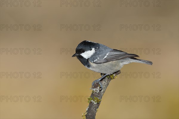 Coal Tit