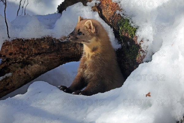 European pine marten