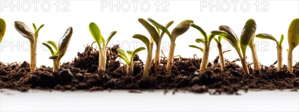 Seamless tileable cross section row of budding sprouts of new growth out of soil on a white background