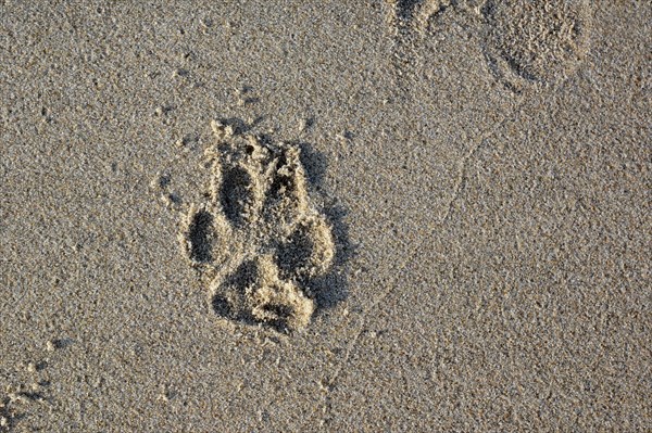 Top view of single dog paw print on wet sand beach