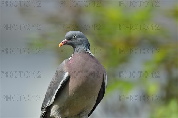 Common wood pigeon