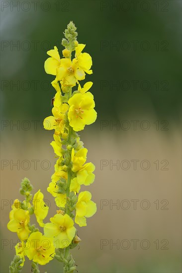 Dense-flowered mullein