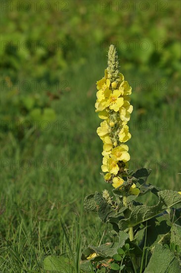 Dense-flowered mullein