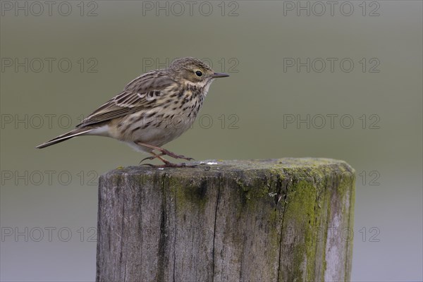 Meadow pipit