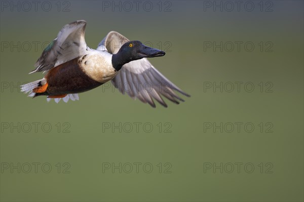 Northern shoveler