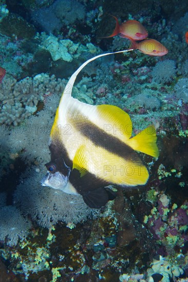 Red sea bannerfish