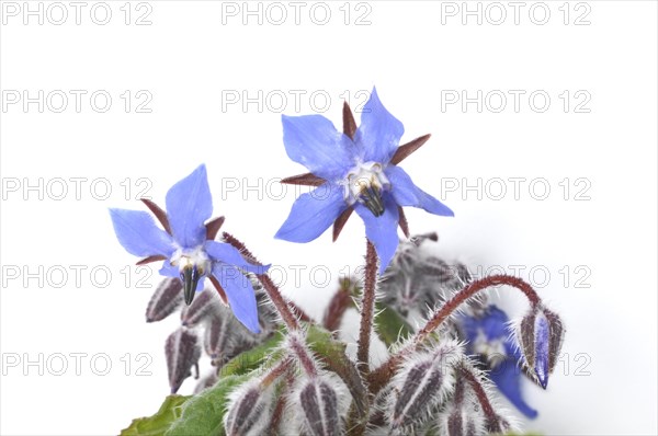 Borage on a white background