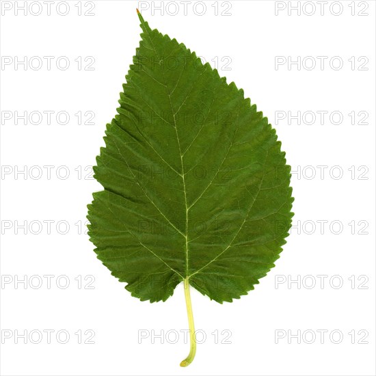 Mulberry tree leaf isolated over white