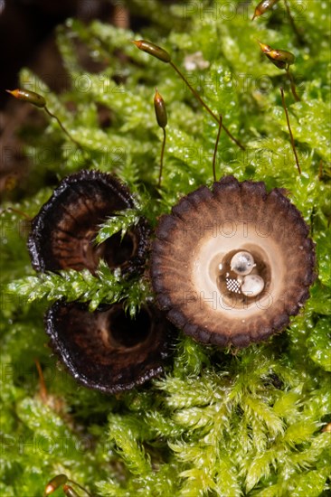 Striped Teuerling three bowl-shaped dark brown fruiting bodies with whitish spore containers in green moss