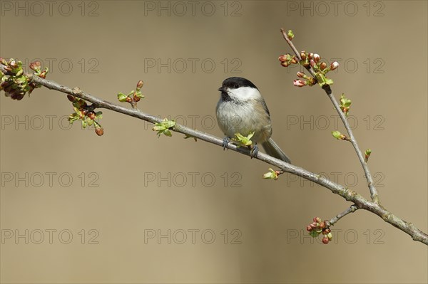 Willow Tit