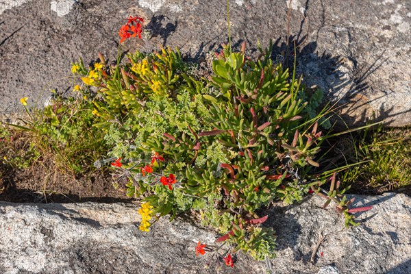 Plant ensemble with wild geraniums