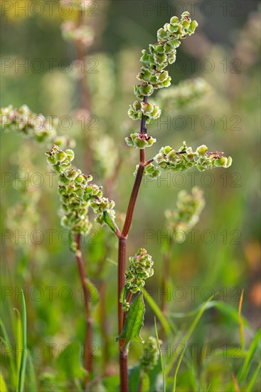 Rumex lanceolatus ?? Renosterveld Reserve