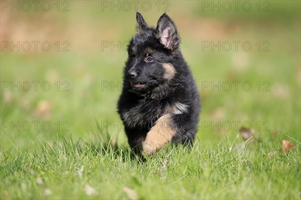 German shepherd domestic dog