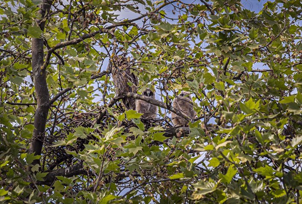 A family of owls with two chicks in a nest on a high tree