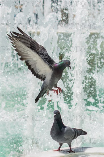 City pigeons by the side of water at a fountain